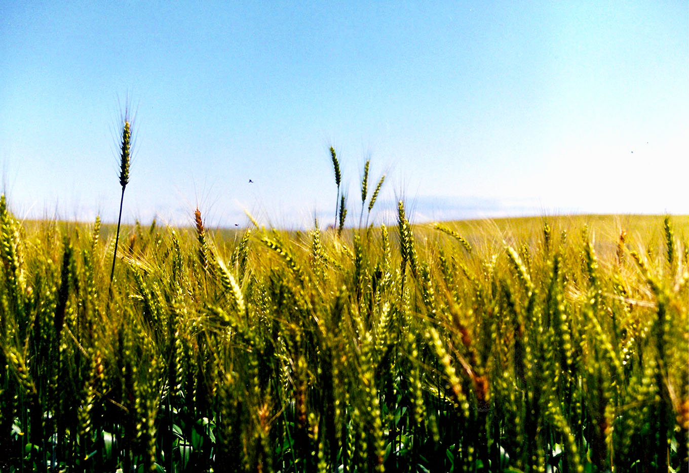 Uso eficiente do nitrogênio