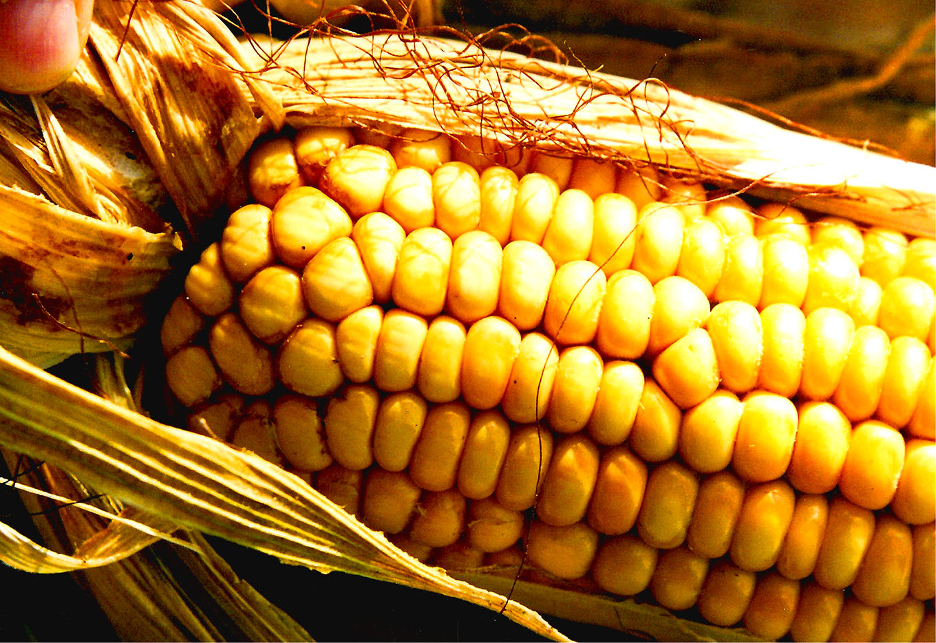 O milho