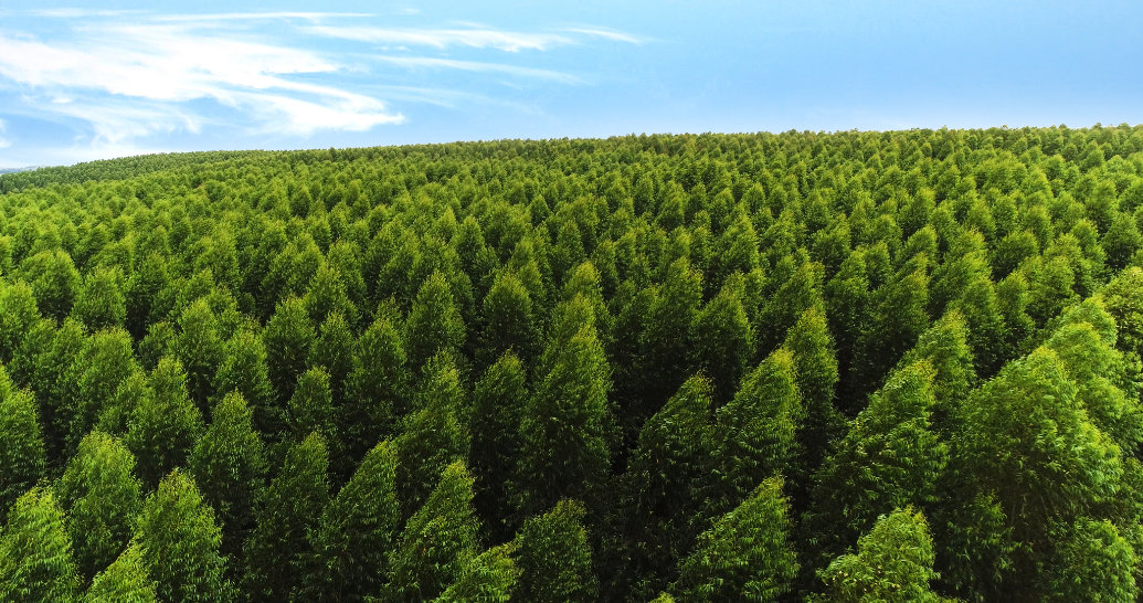 O Brasil se prepara para dar sinal verde ao primeiro eucalipto editado geneticamente no mundo