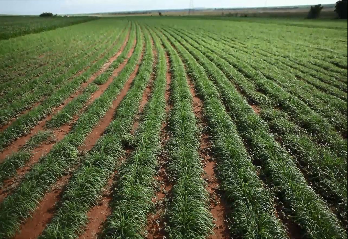 Novos cultivares de forrageiras tropicais