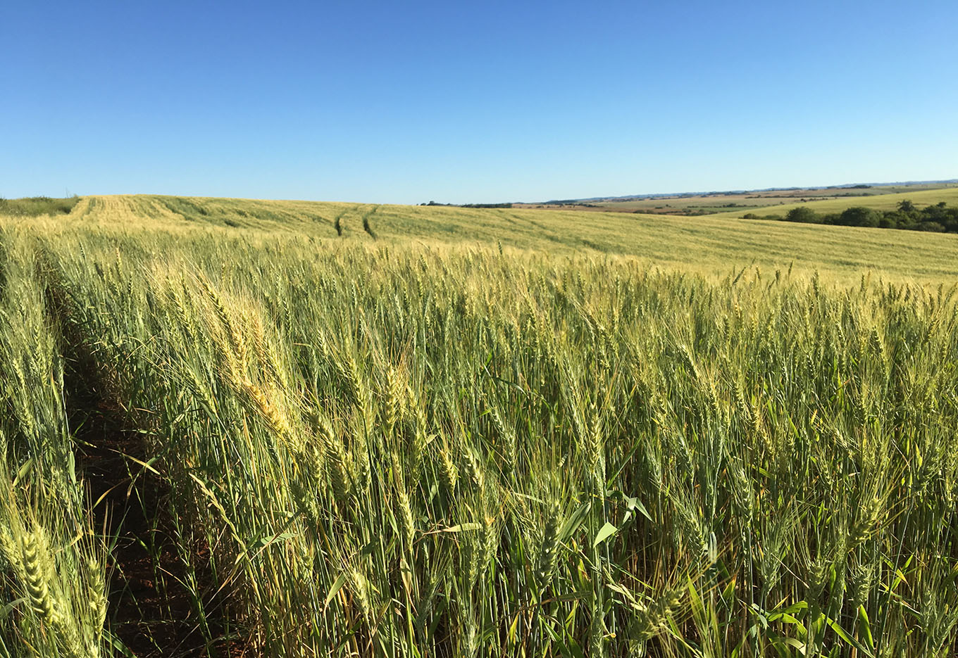 França - Programa de sementes