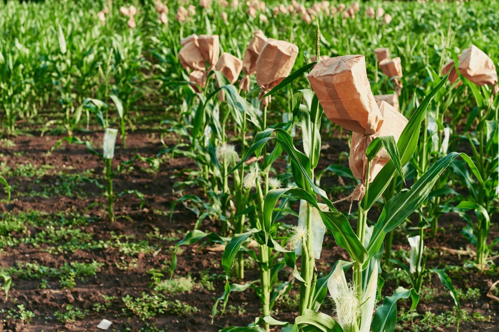 FAO anuncia decisão de apoiar Cuba na produção de sementes