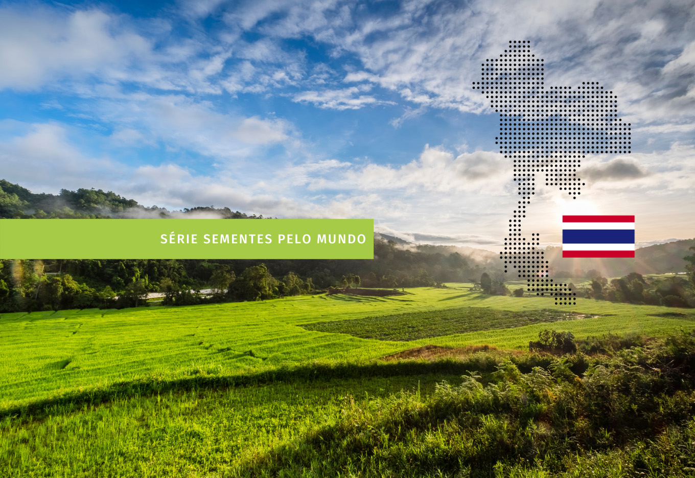 O setor de sementes da Tailândia