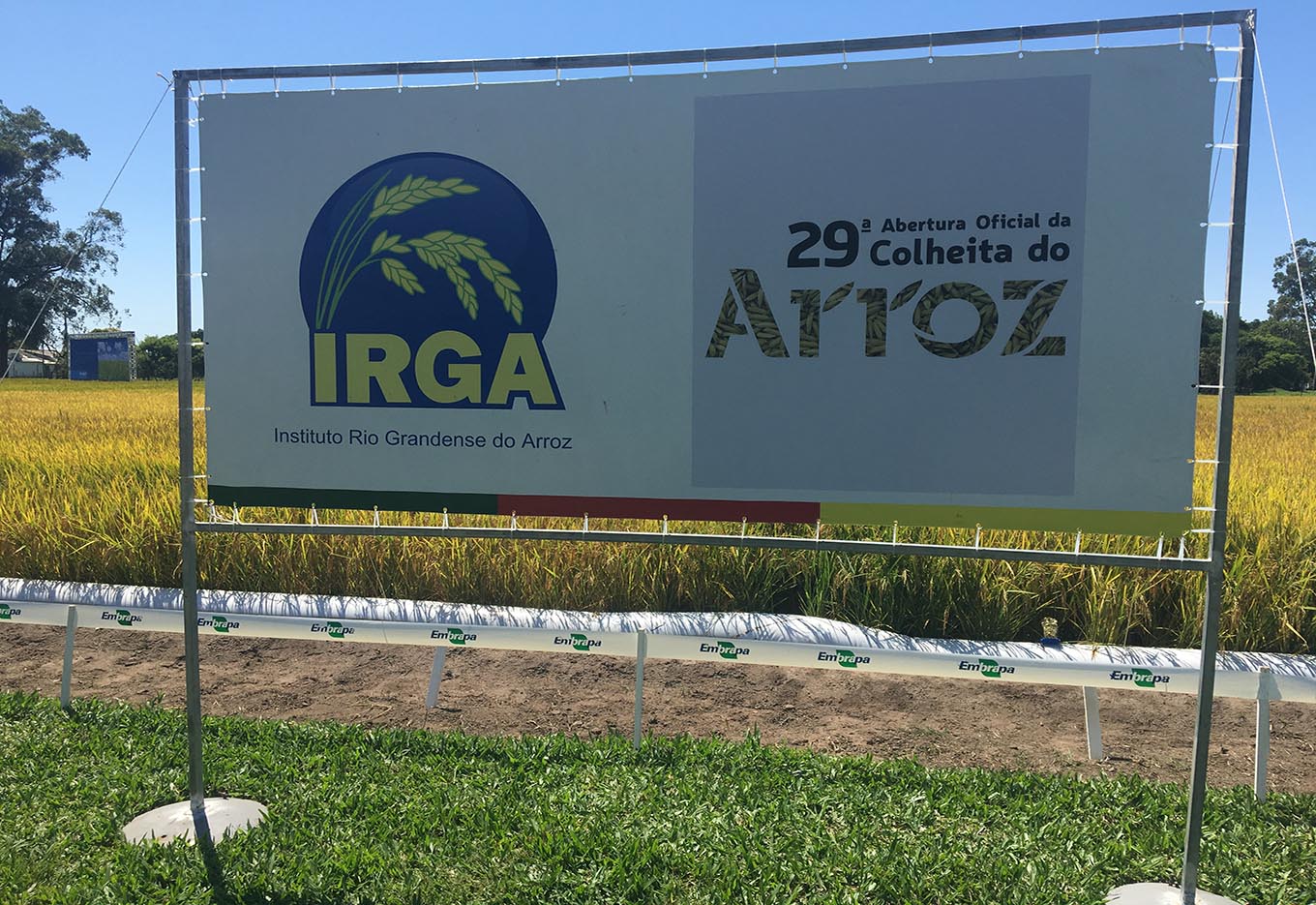 Abertura oficial da colheita do arroz – 2019