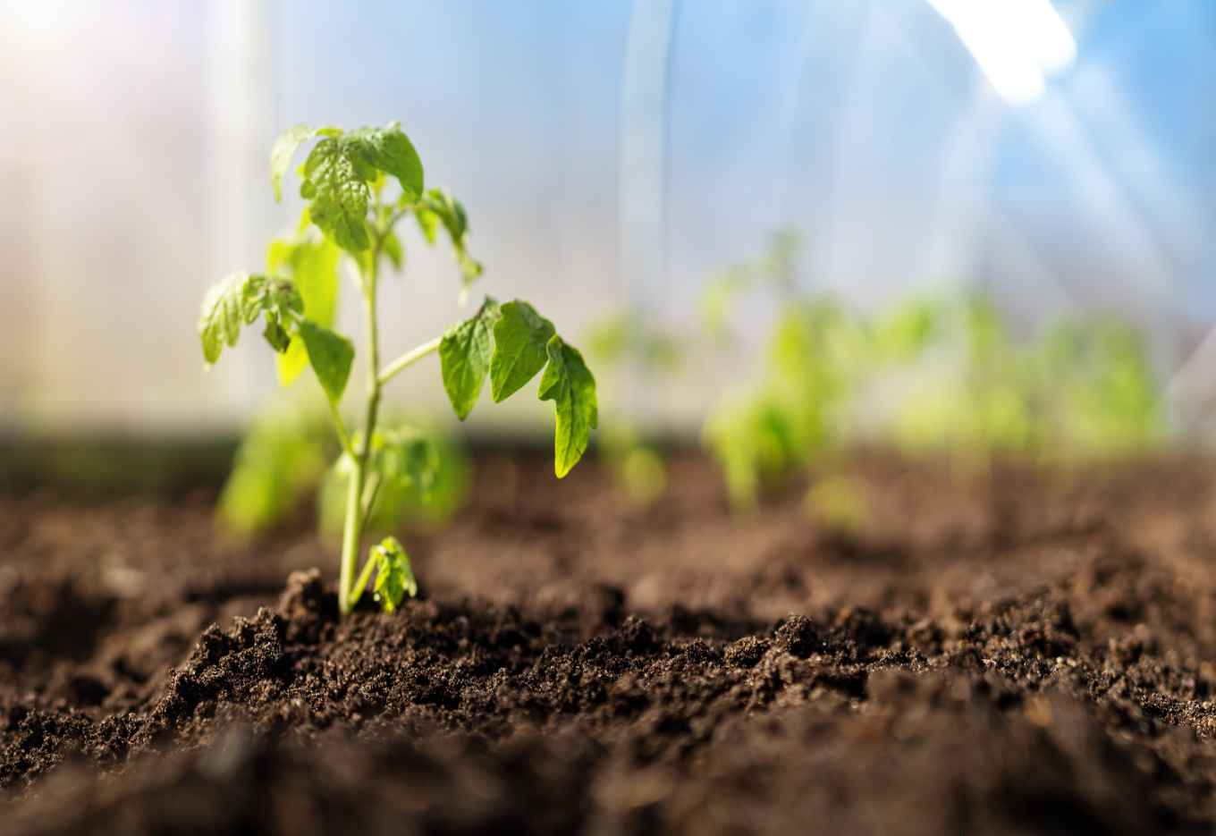 Japão lança o primeiro tomate com edição de genes do mundo