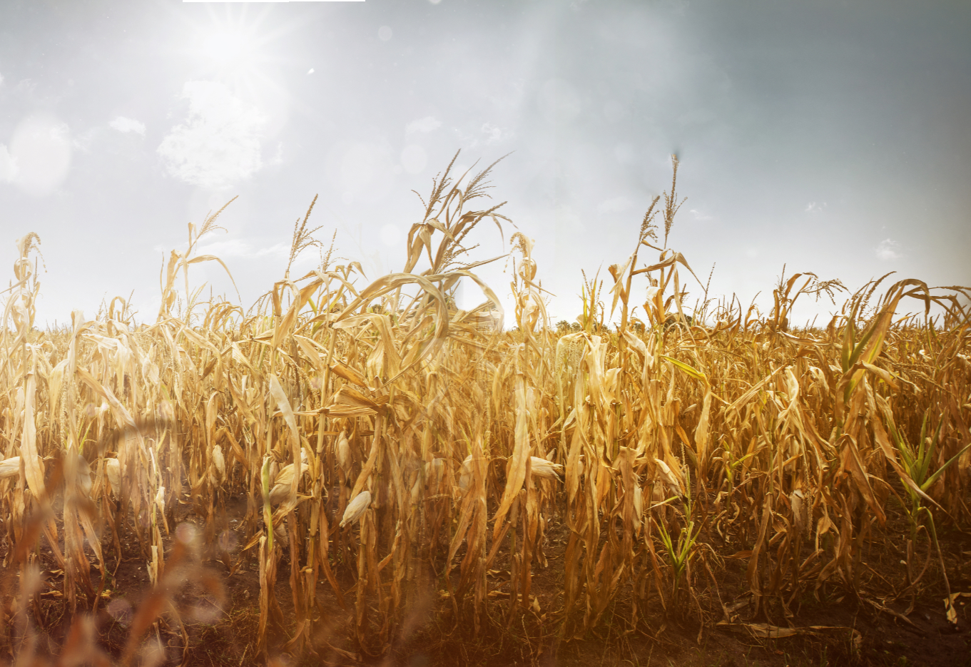 Os esforços por trás de cultivares resistentes à seca por todo o mundo