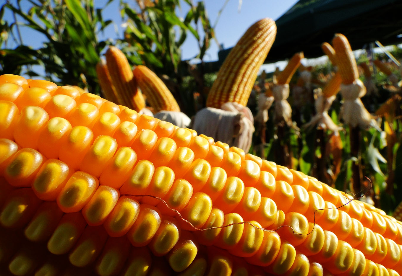 Cooperativa Lar engrandece agronegócio brasileiro