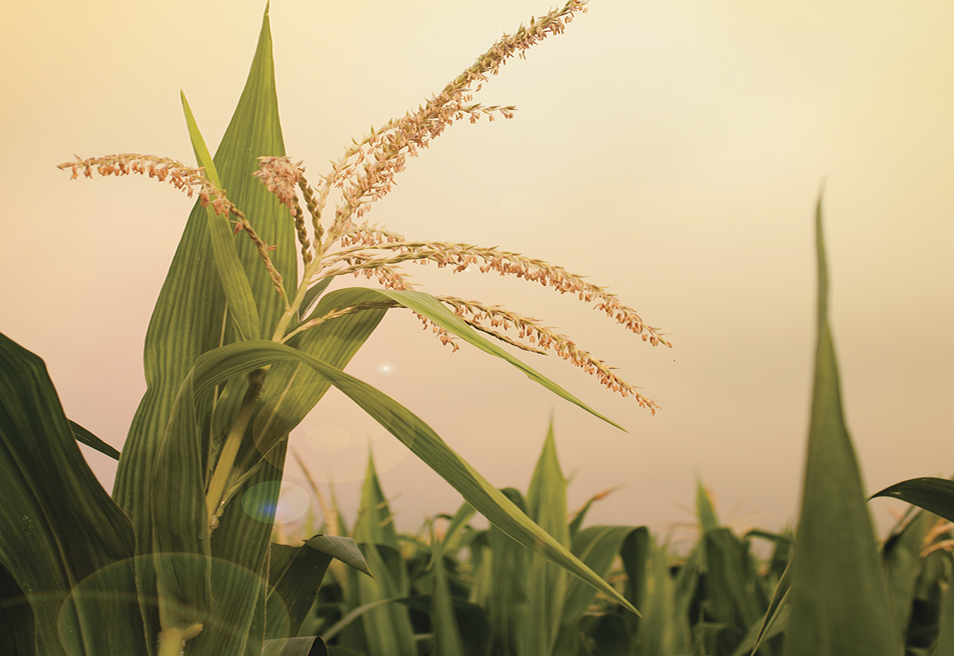 O poder do  germoplasma