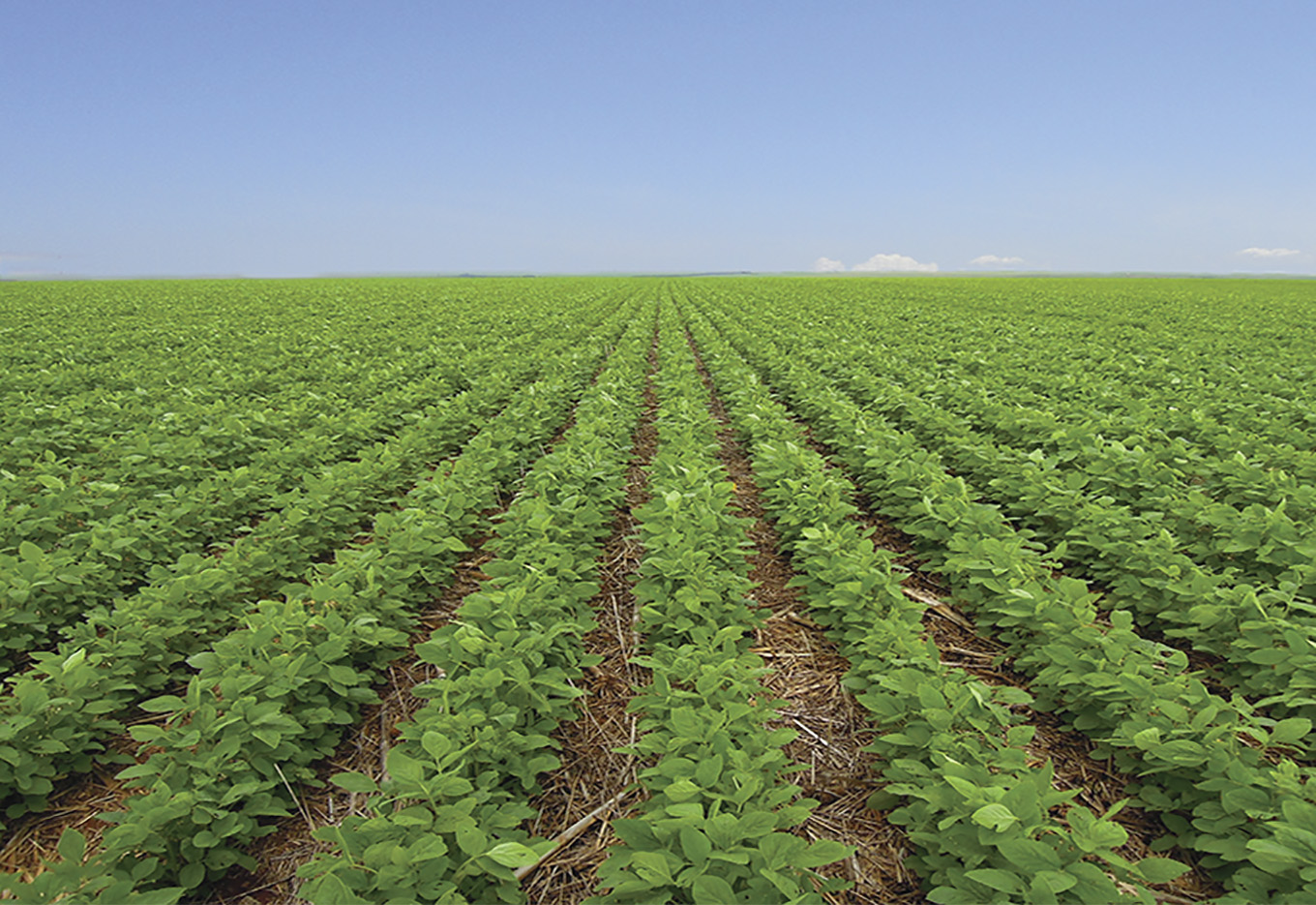 Políticas Públicas em Sementes