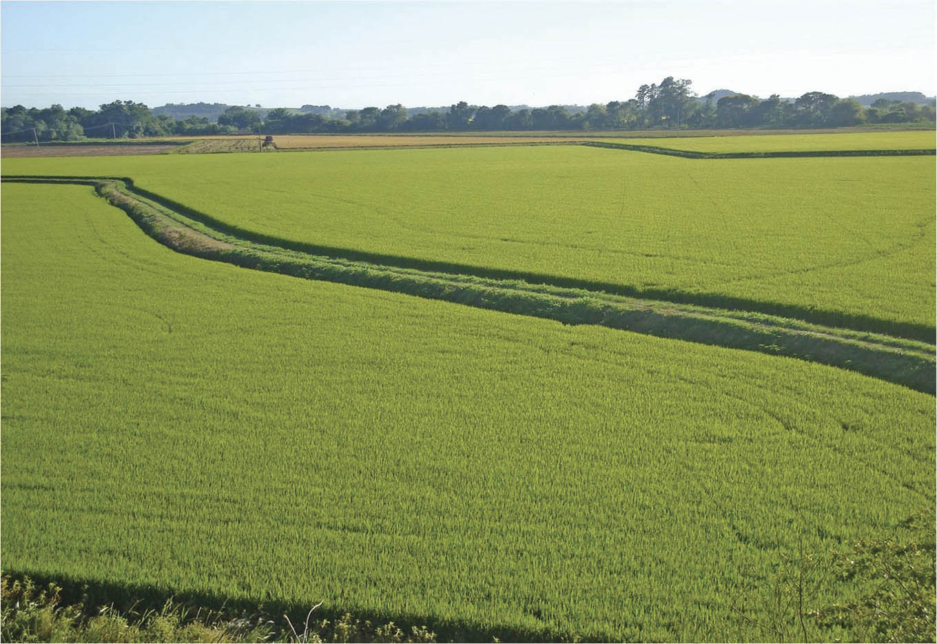 Projeto 10 Alavanca a Produção de Arroz no Rio Grande do Sul