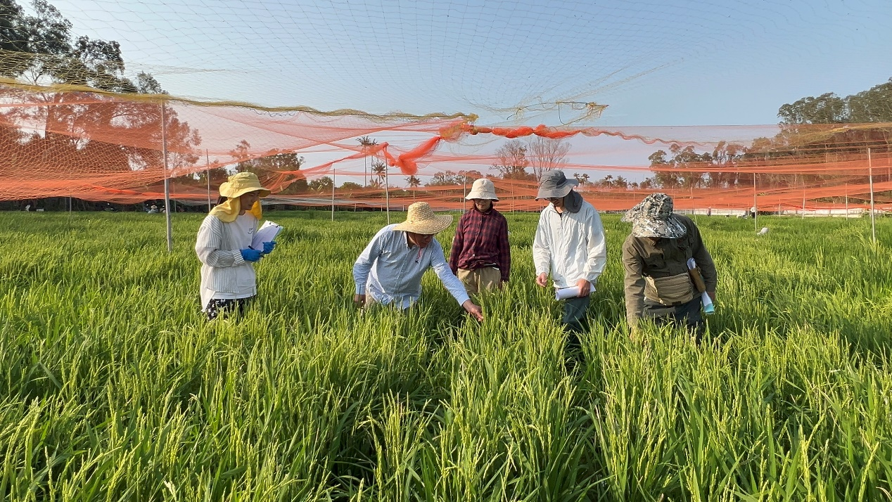 Descoberta de gene abre novo caminho para o melhoramento de arroz resistente a doenças