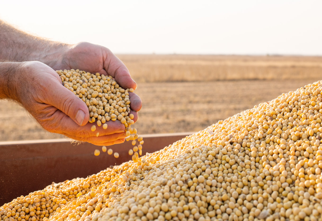 Sementes e a cadeia de valor do agronegócio
