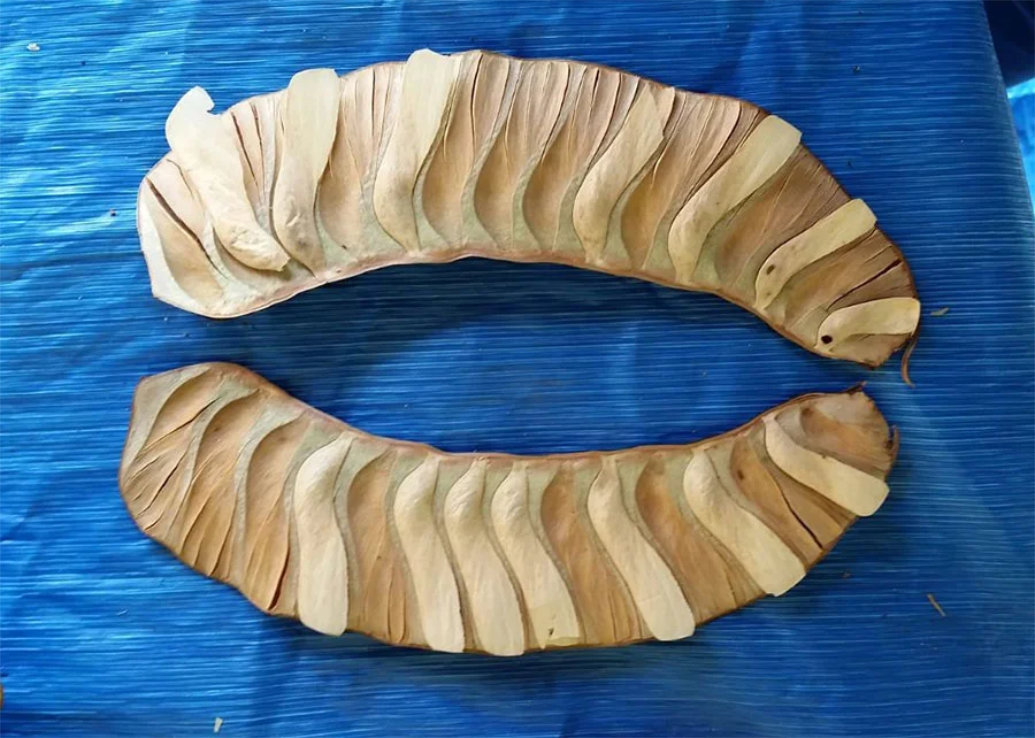 Pesquisa investe em sementes florestais para restaurar três biomas brasileiros