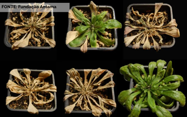 Surge um método inovador para ativar a resistência das plantas à seca