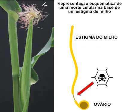 Protoginia, Num cultivo onde ocorre estiagem, a protoginia faz toda a  diferença.⁣⁣⁣ ⁣⁣⁣ Em milhos que possuem esta característica, a espiga é  emitida antes que o, By Nutritambo