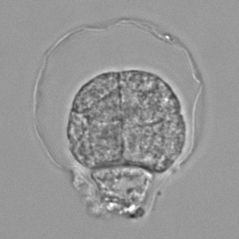 Cientistas da Universidade de Wageningen descobrem novo componente na planta mais estudada do mundo
