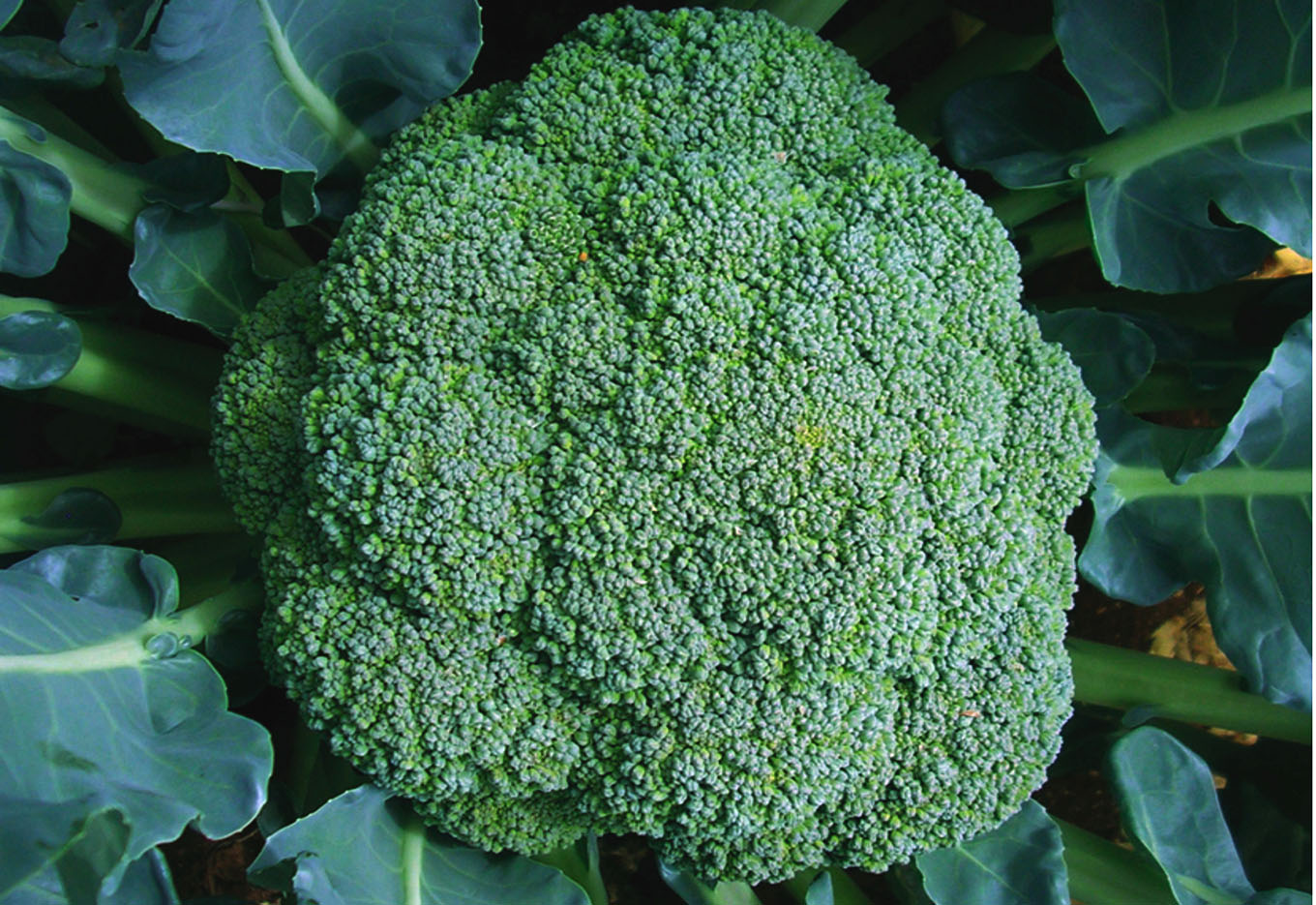 Produção Brasileira de Brócolis