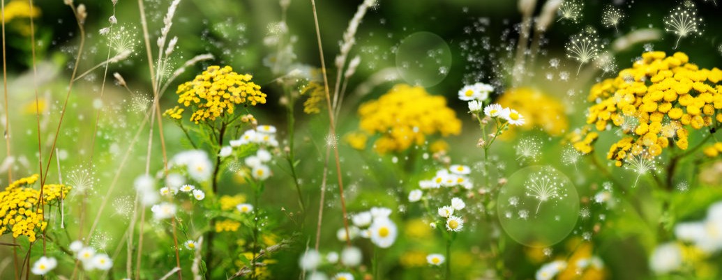 Compreender a incompatibilidade do pólen pode ajudar a melhorar a produção de sementes híbridas