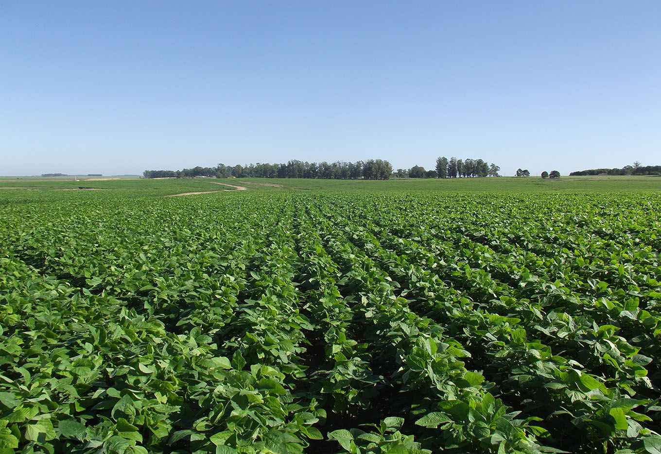 Plantabilidade e qualidade fisiológica de sementes de soja