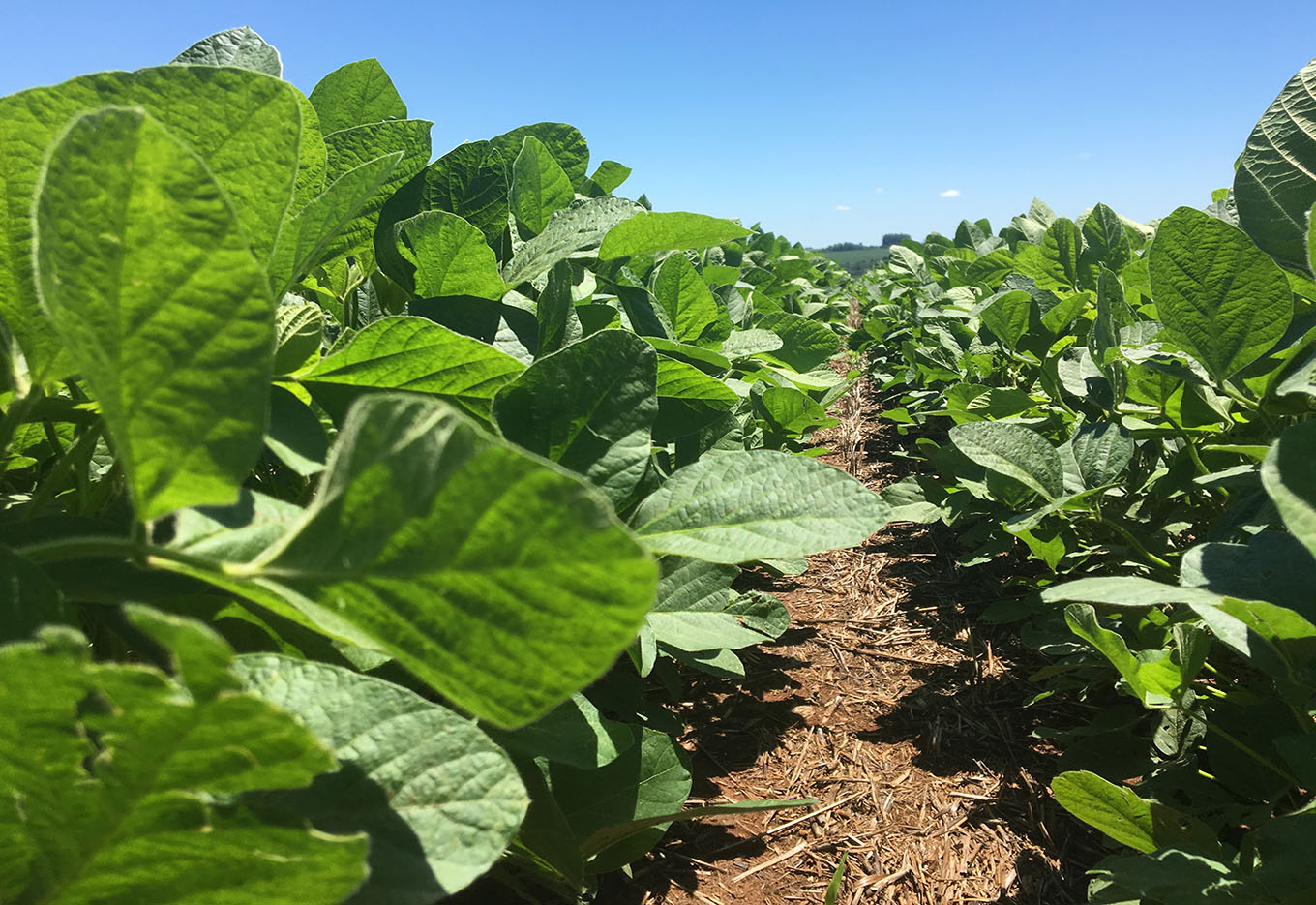 Produção de sementes e o avanço da soja na Metade Sul do Rio Grande do Sul