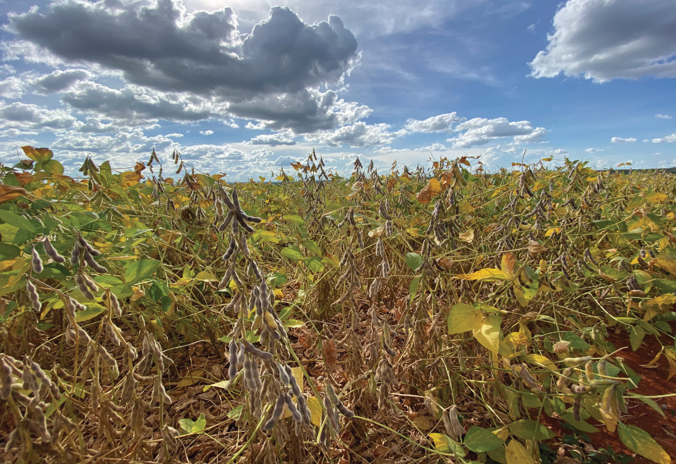 Dessecação como estratégia de manejo em pré-colheita de sementes de soja