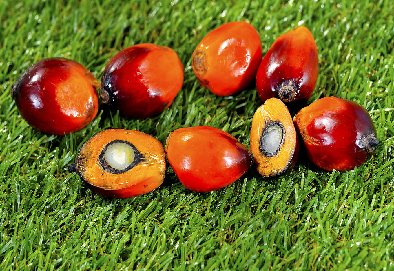 Dendê, uma Opção de Cultivo para a Amazônia Brasileira