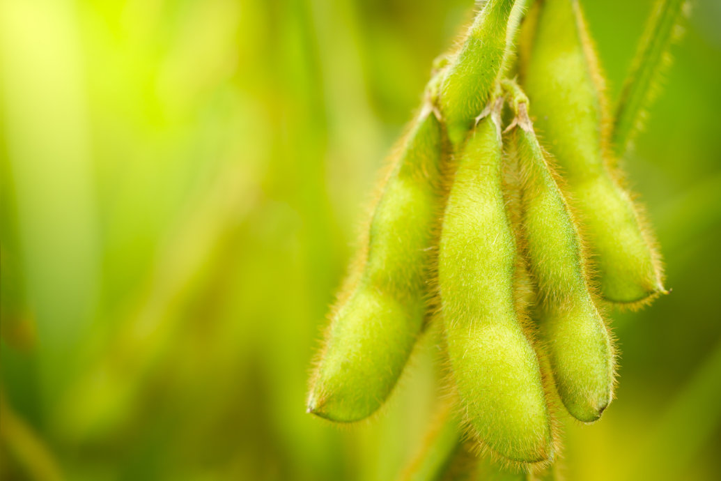 BASF, Corteva Agriscience e M.S. Technologies, L.L.C. assinam acordo para lançar no Brasil, até o final desta década, combinação de biotecnologias de soja inédita no setor
