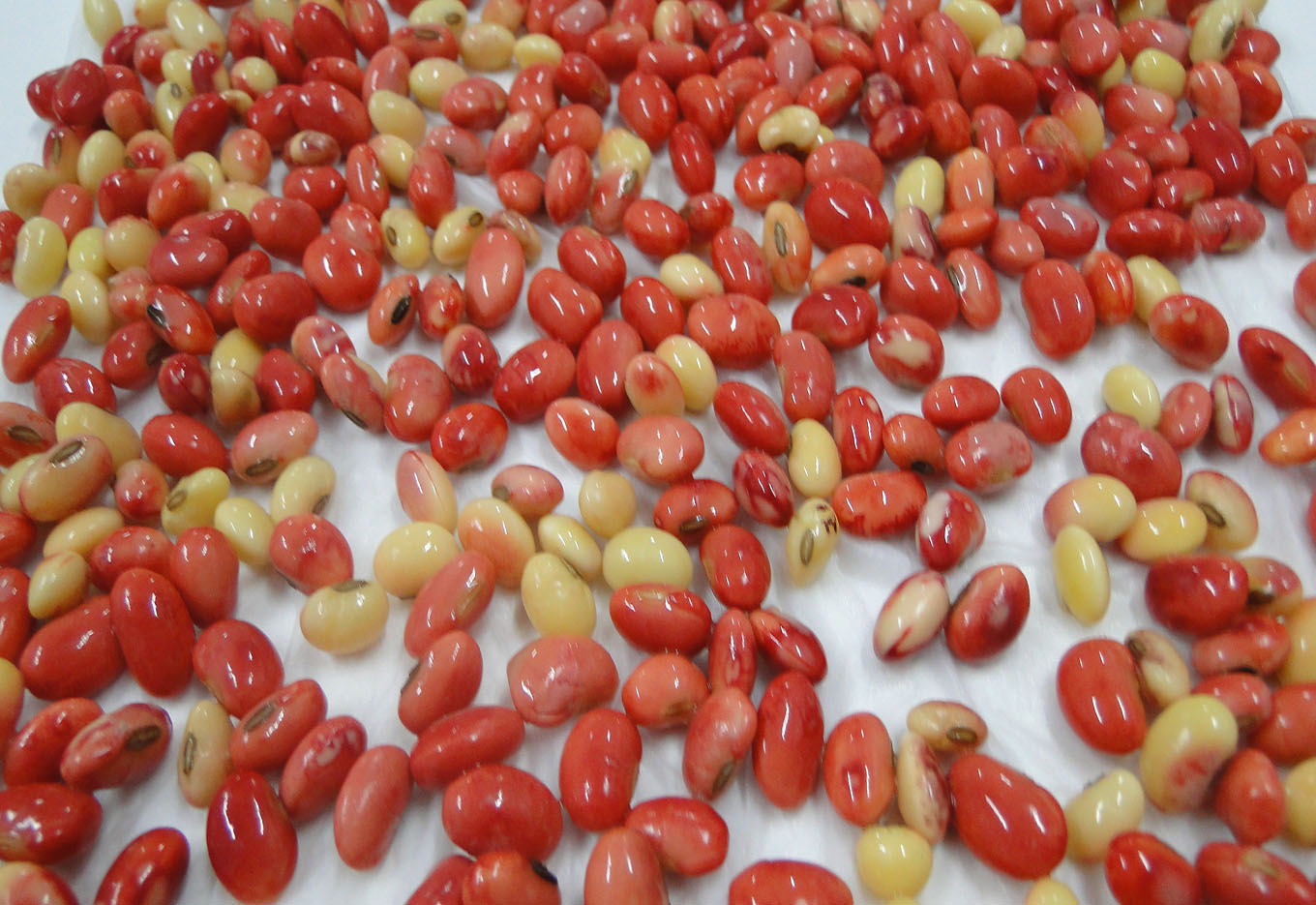 Patologia de Sementes