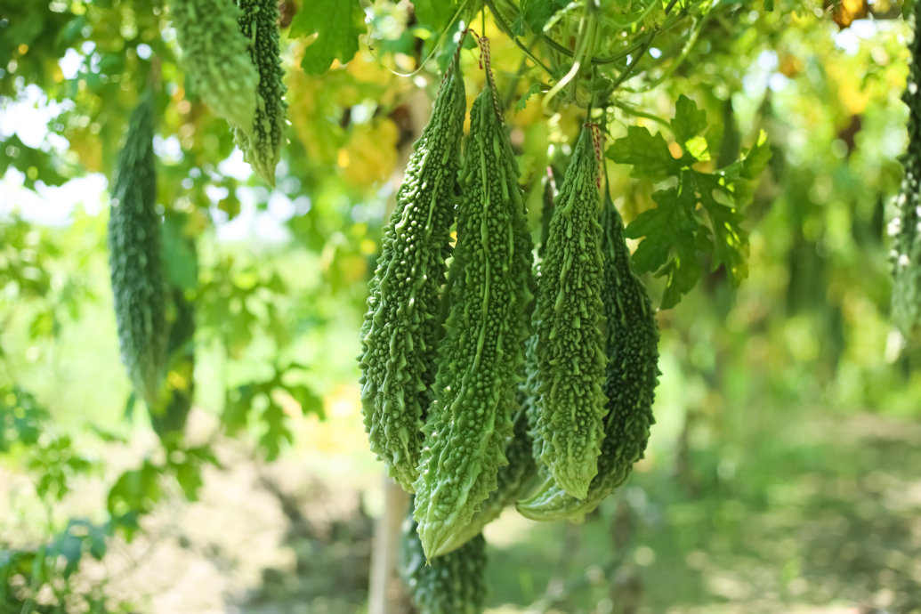 Cientistas pedem esforço global para resgatar vegetais que estão desaparecendo Cientistas pedem esforço global para resgatar vegetais que estão desaparecendo