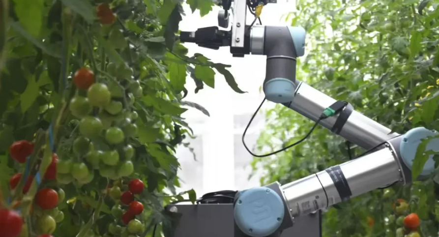 Novo robô alcança alta de precisão na polinização de plantas na China
