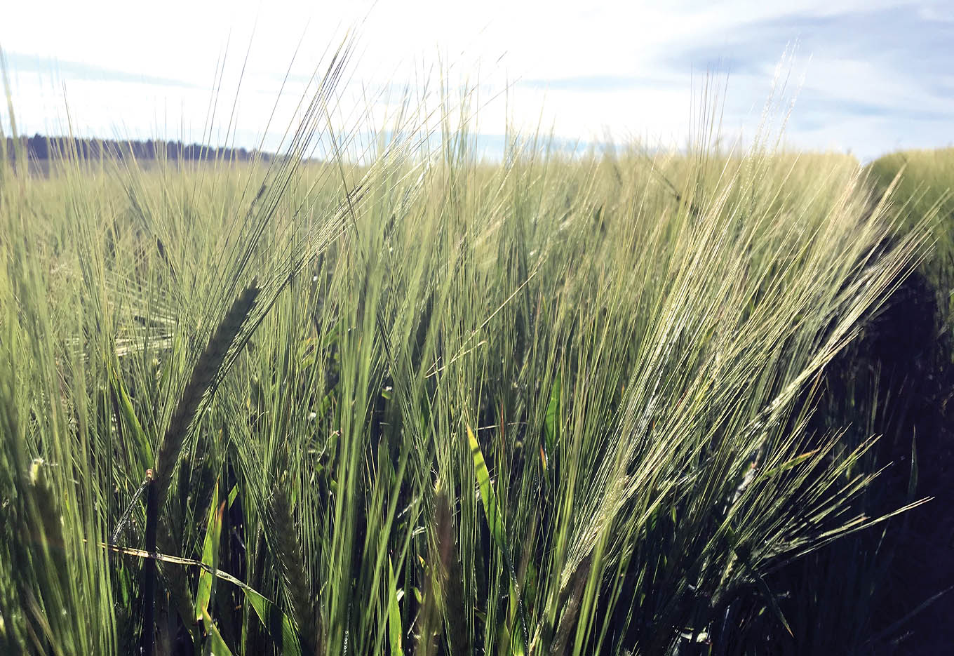 Perspectivas Futuras dos OGMs