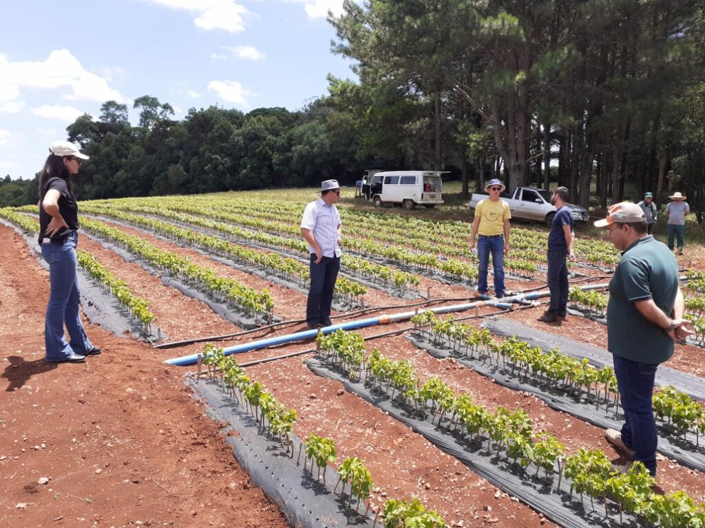 Embrapa e APASSUL articulam novo modelo para qualificação da oferta de mudas de videira