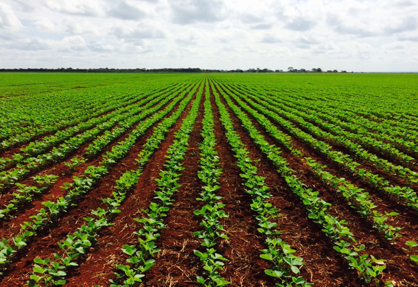 Cultivo da soja: diagnóstico 2015/16