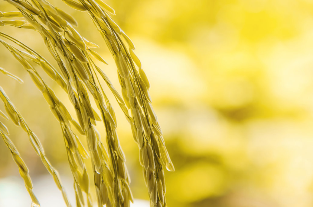 A visão da inteligência artificial analisando 50 anos de cultivo de arroz na Ásia