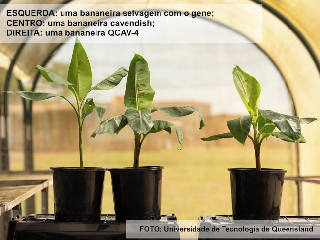 Austrália aprova plantio comercial de banana transgênica