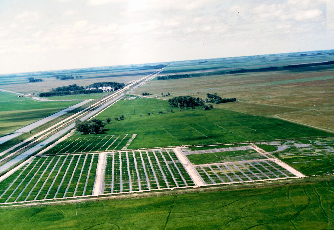 Arroz Vermelho: Um grande problema na orizicultura gaúcha