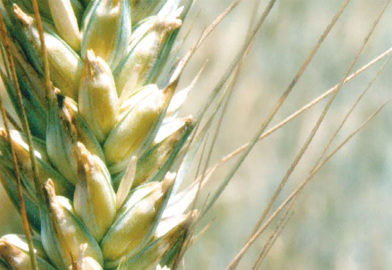 Triticale em Alta