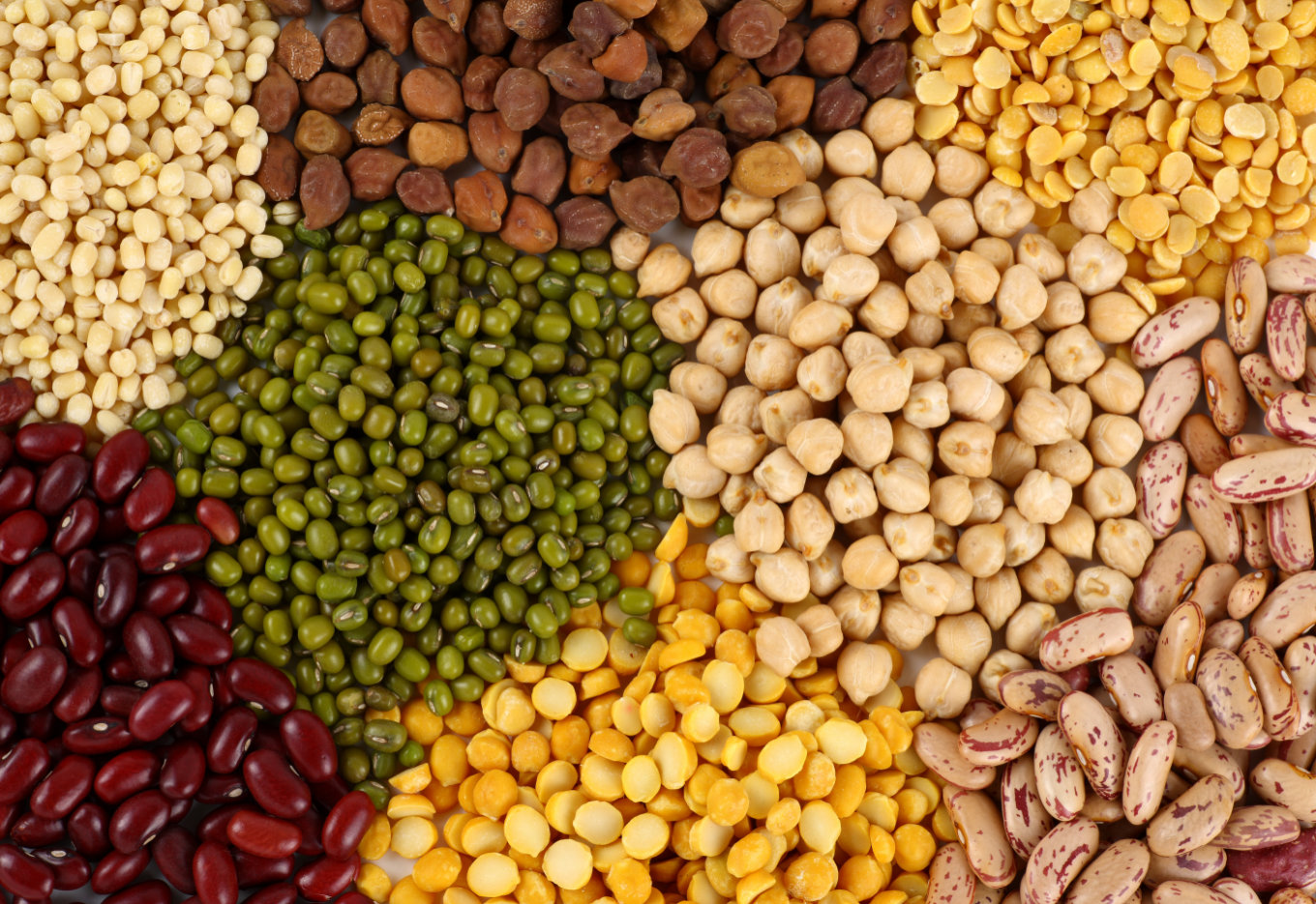 Produção de sementes de pulses é foco da VI Prosa Sementeira