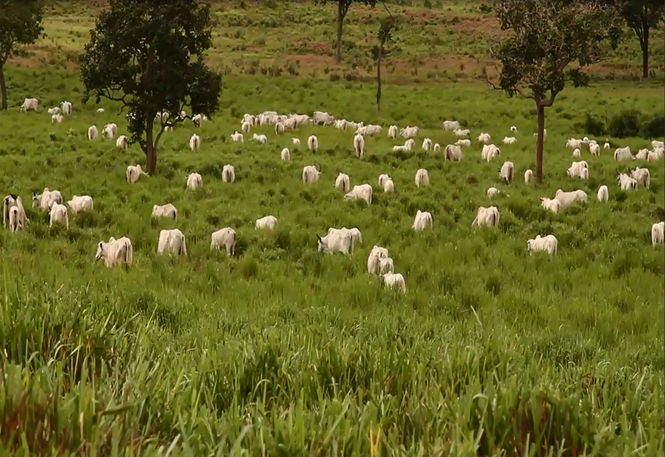 Aviação Agrícola em Pastagens