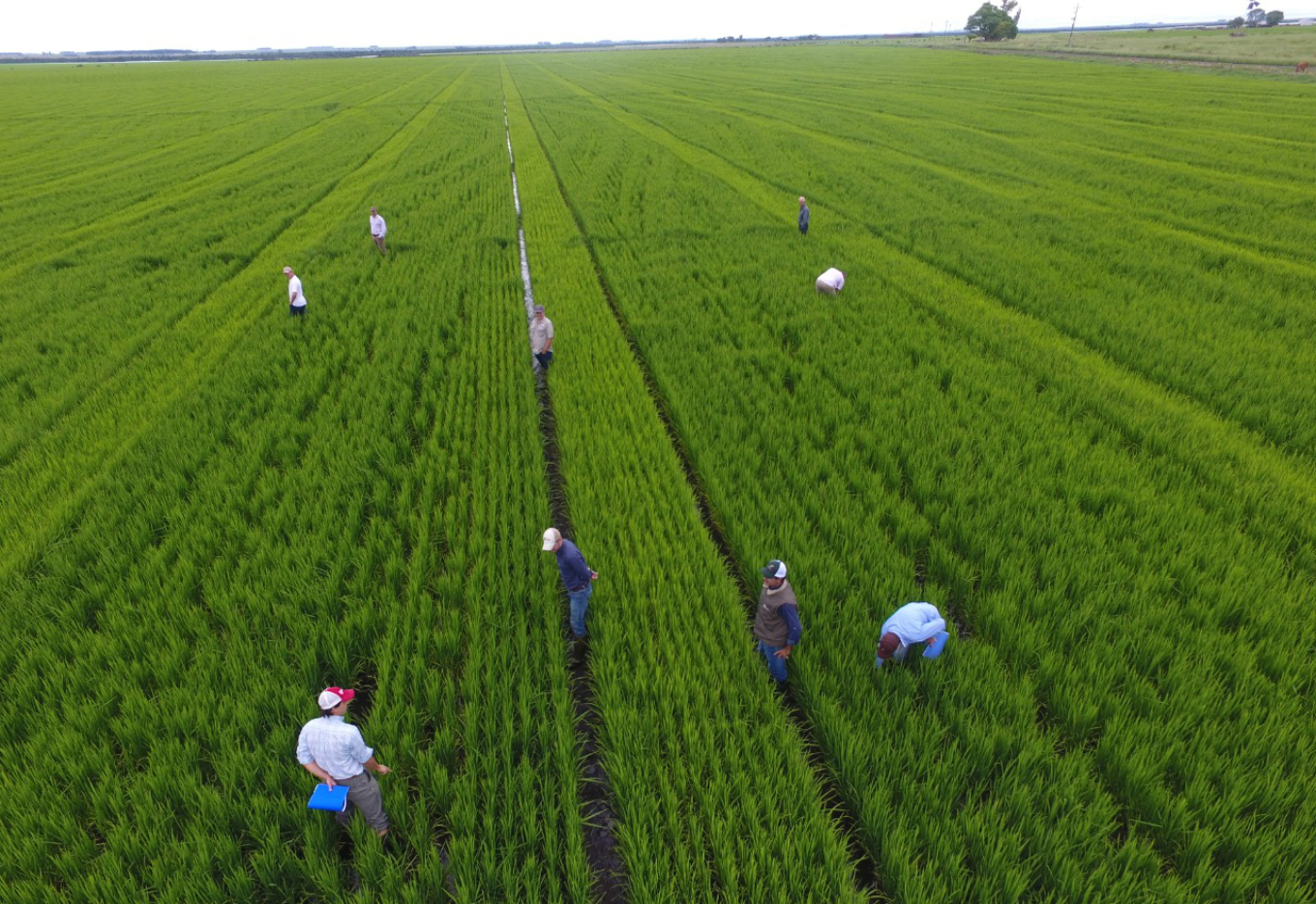 Arroz com qualidade global, mas gosto local