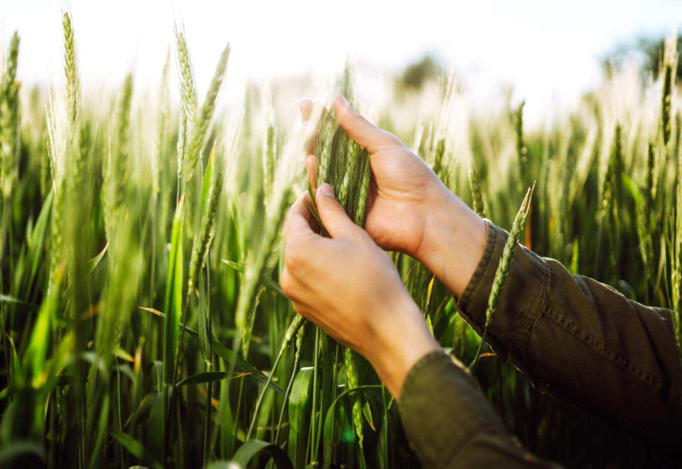 Um solo fértil, sementes vigorosas e mãos que não deixam o Brasil parar