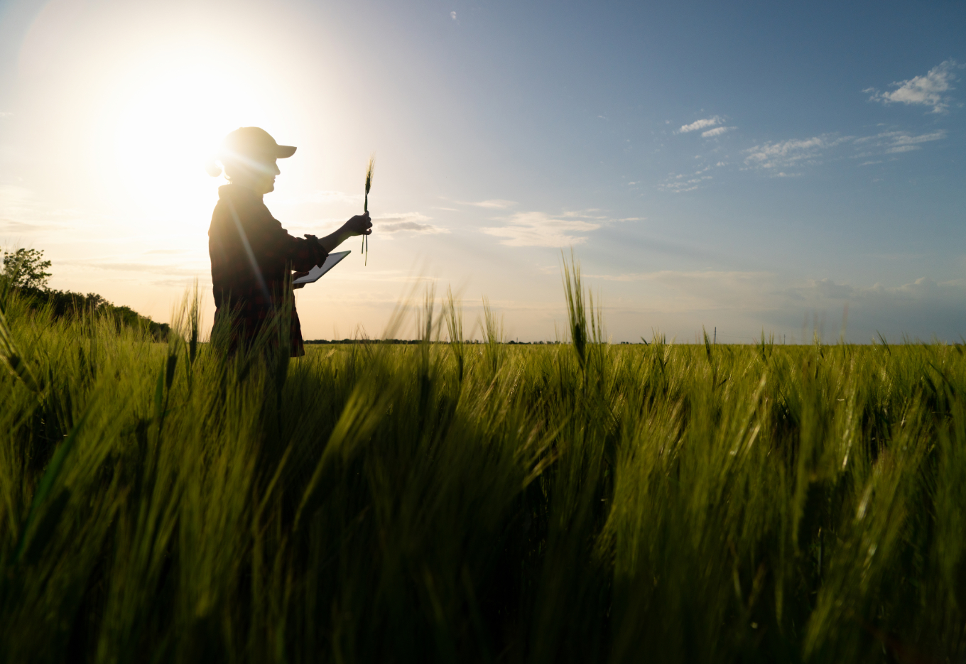 O argumento pela defesa da proteção de cultivares é mais simples do que parece