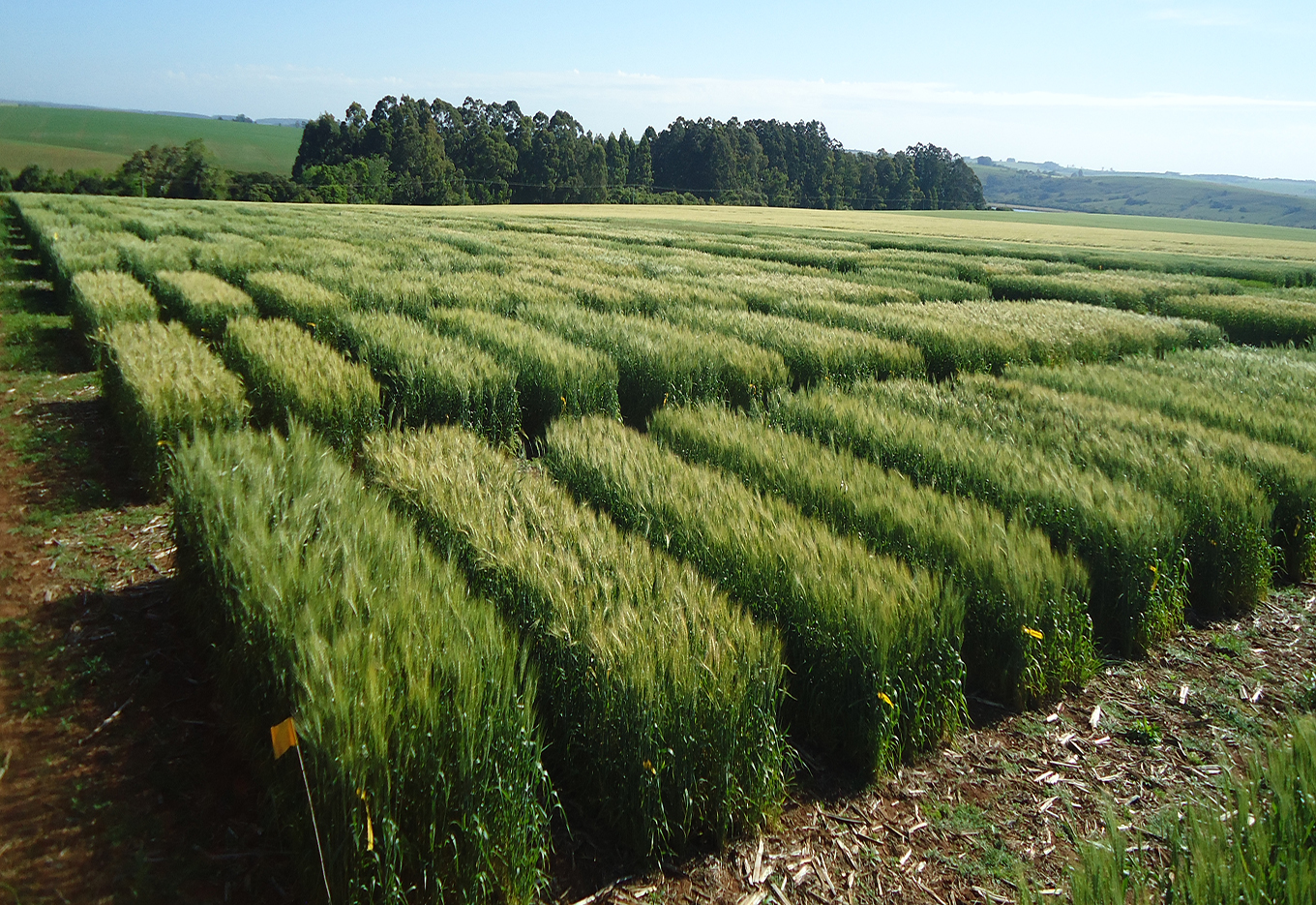 Fundação Pró-Sementes  apoia Pesquisa