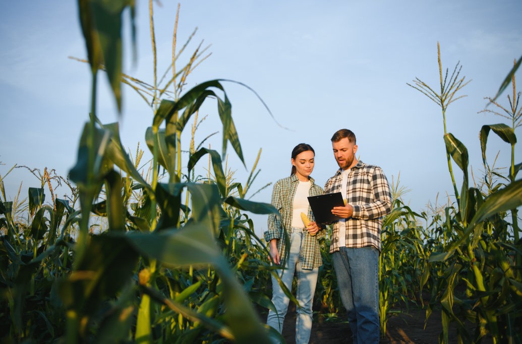 Inadimplência no agronegócio aumenta no primeiro trimestre de 2026 Inadimplência no agronegócio aumenta no primeiro trimestre de 2026