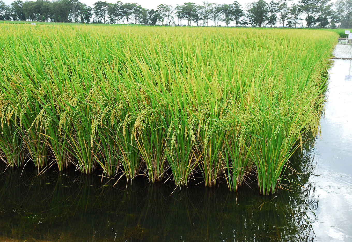 Produção de Sementes de Arroz Irrigado Cresce em Santa Catarina