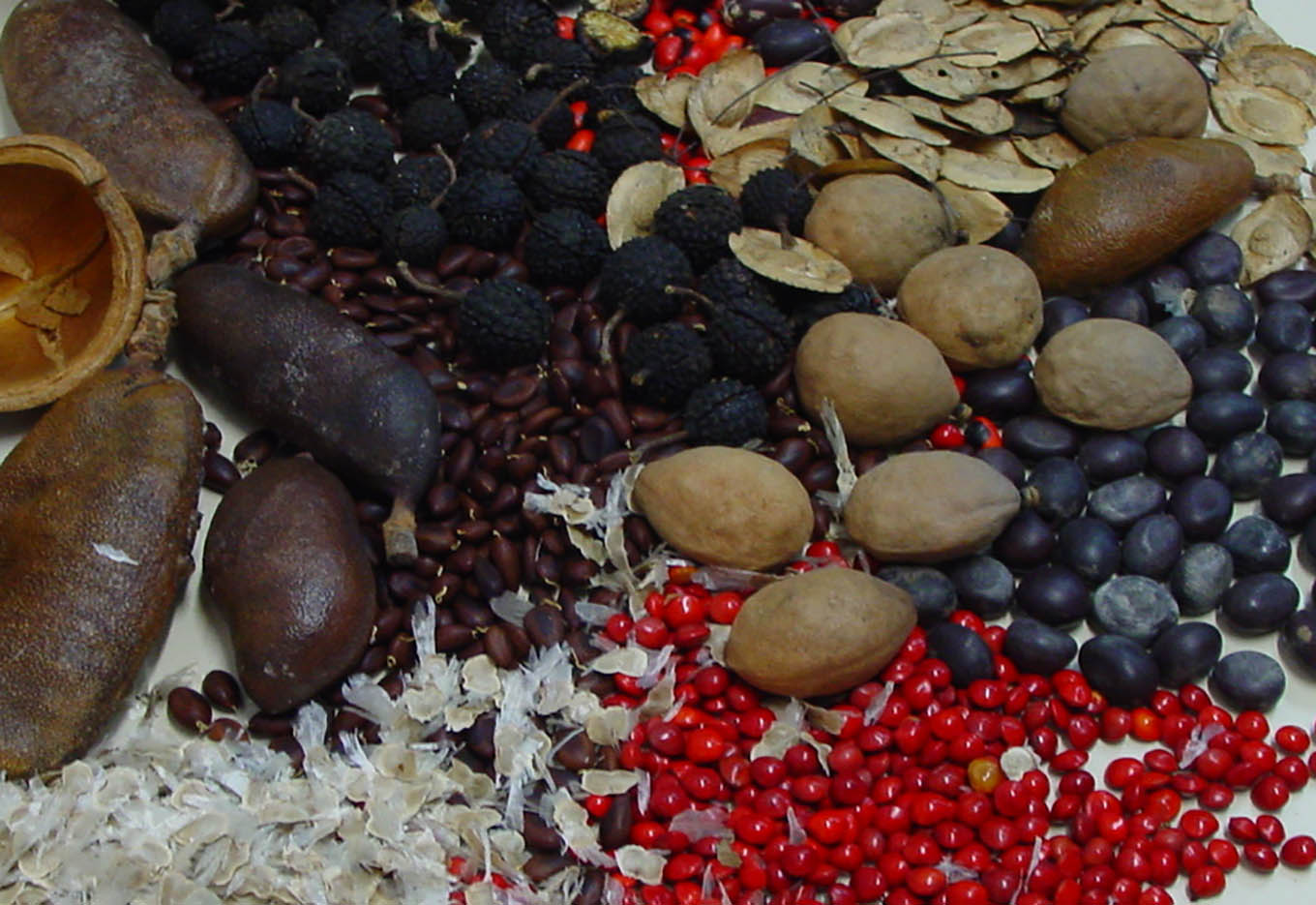 Sementes de Espécies Florestais e Frutíferas