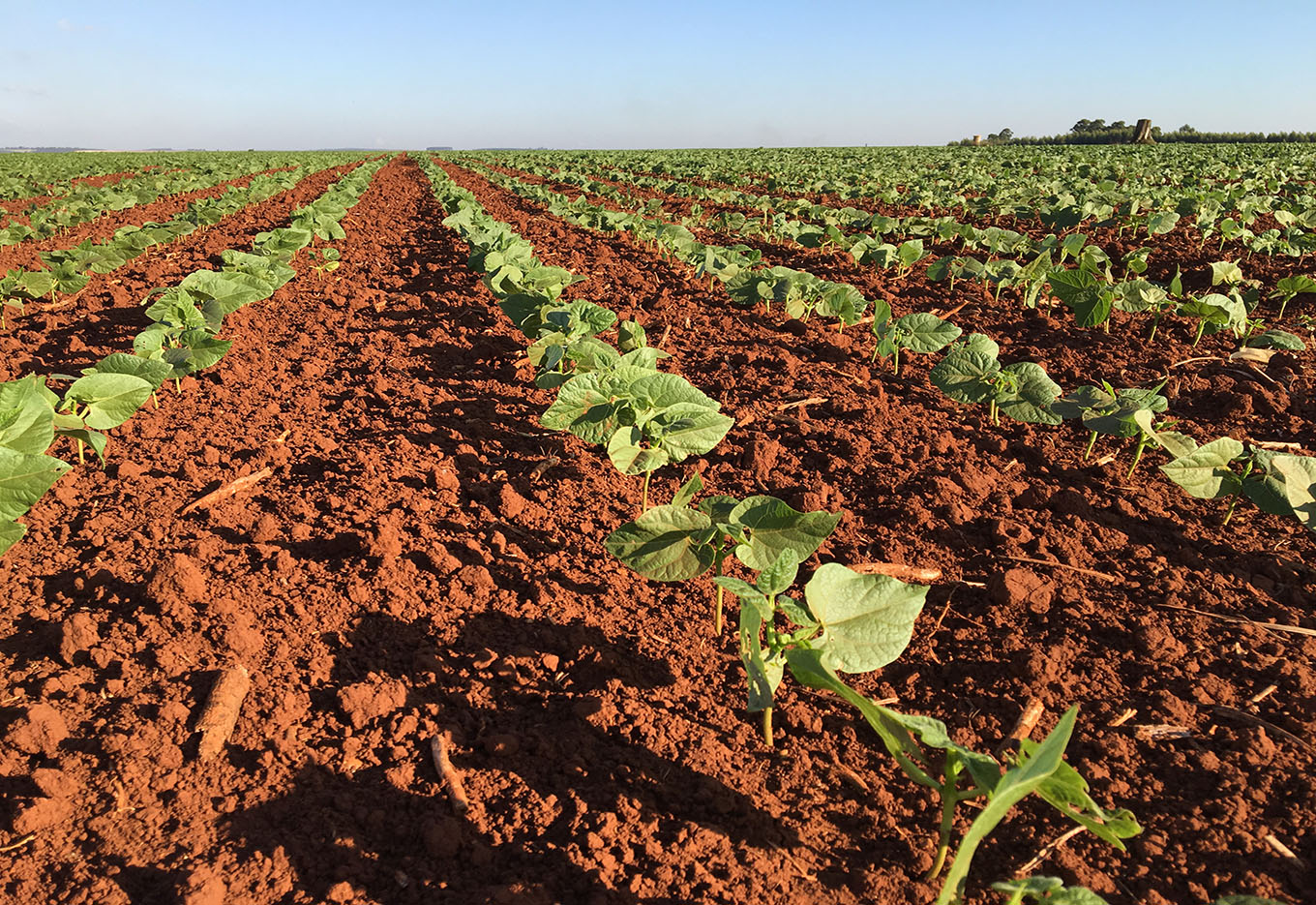 Prejuízos Causados por Roedores na Lavoura
