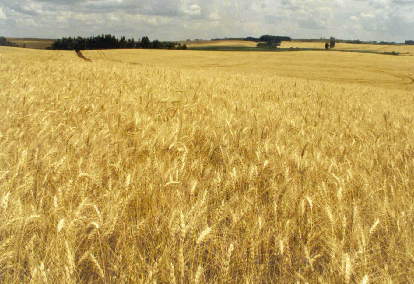 Reconhecendo os Benefícios da Proteção de Cultivares