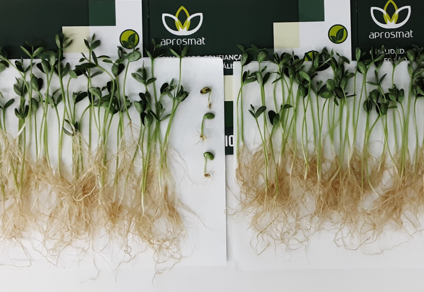 APROSMAT sobe o padrão de qualidade para benefício do agricultor