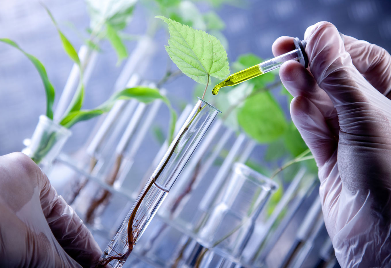 Desvendando o DNA  das plantas
